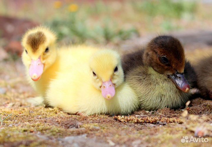 Яйцо инкубационное Кобб 500, индейки, гуся