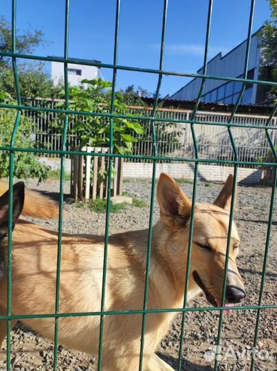 Алиска ищет дом