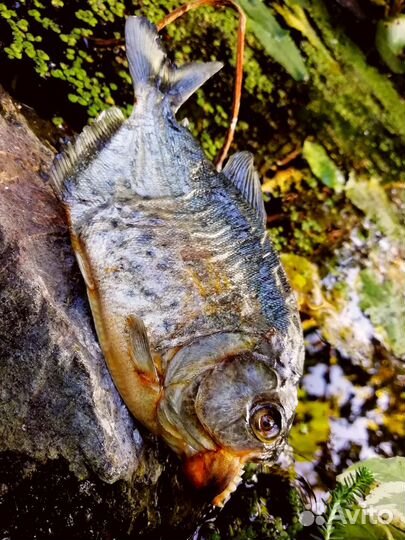 Чучело пираньи