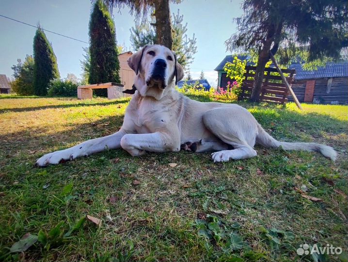 Собака в беде