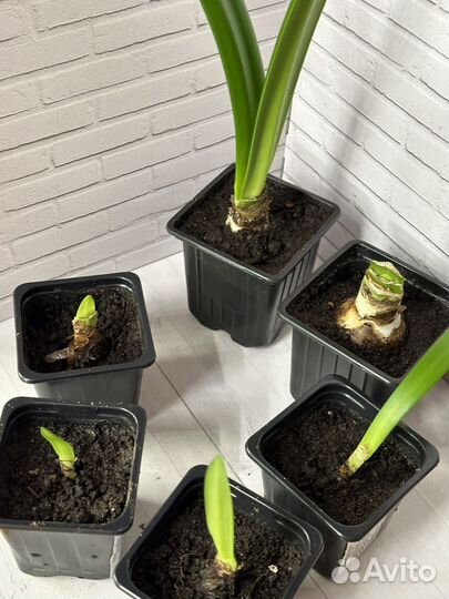 Гиппеаструм