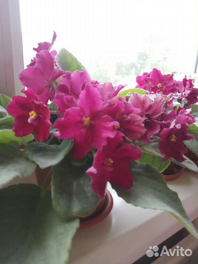 Фиалки темно бордового цвета, голубые и розовые