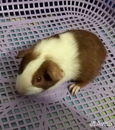 Морская свинка девочка 1 мес