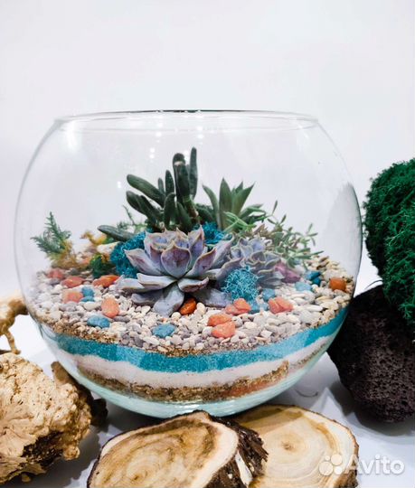 Флорариум, суккуленты, подарок