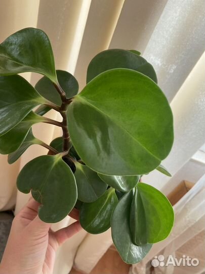 Пеперомия туполистная