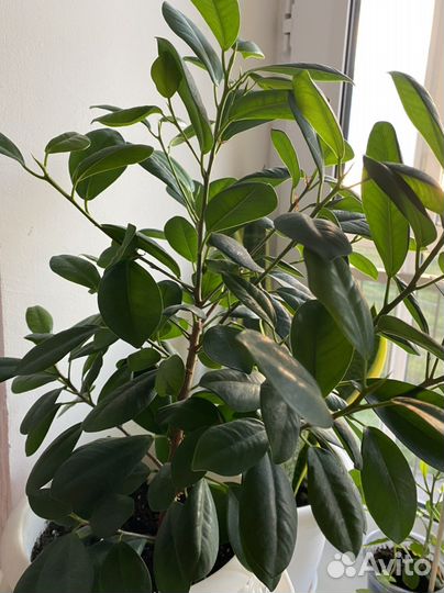 Фикус микрокарпа