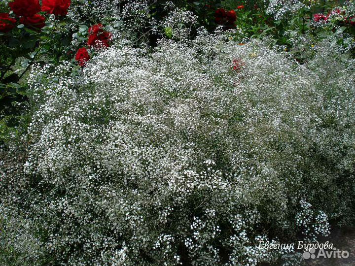 Продам корень гипсофилы