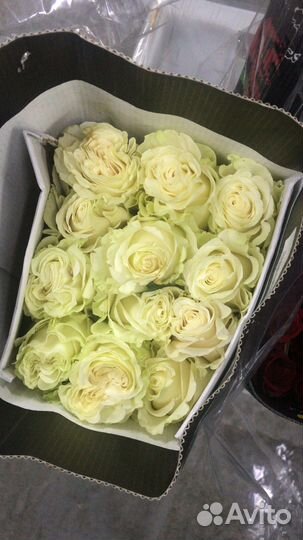 Роза оптом Эквадор