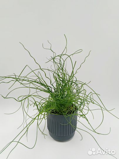 Джункус Спиральный (Juncus)