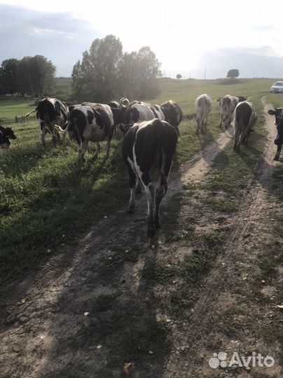 Продажа крс