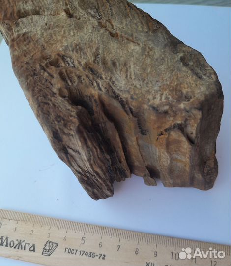 Окаменелое дерево