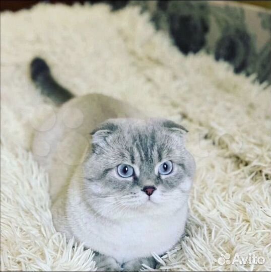 Шотландские малыши blue-point