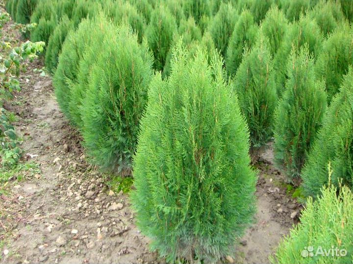 Туя брабант, туя книжка биота