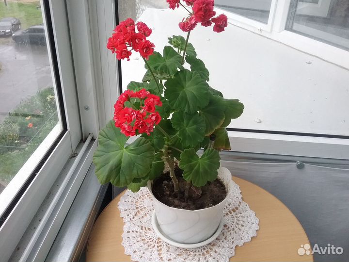 Продам цветы комнатные