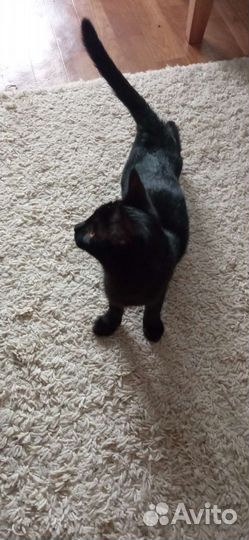 Чёрная Кошечка