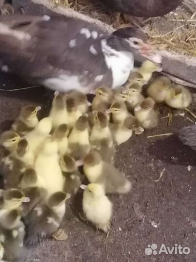 Мускусные утята индоутки