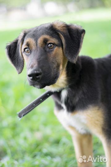 Красотка Вилли в добры руки