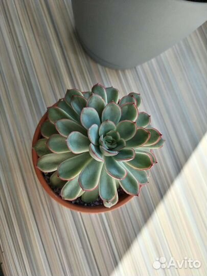 Суккуленты