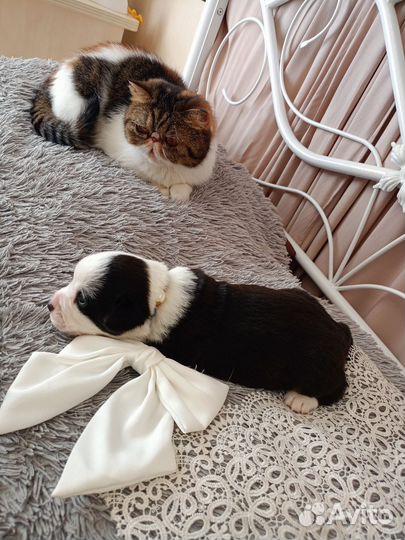 Щенки вельш-корги кардиган