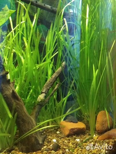 Валлиснерия