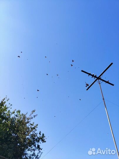 Голуби Артамоны