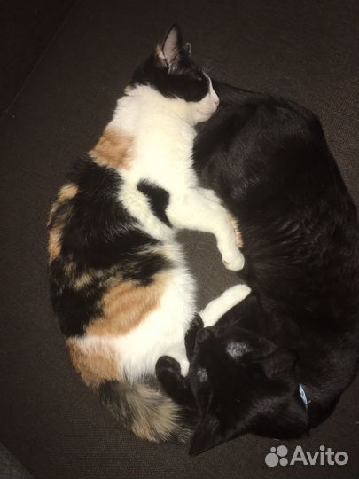 Передержка животных