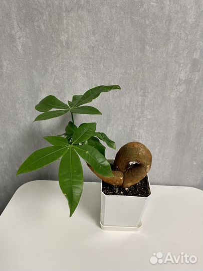 Пахира акватика