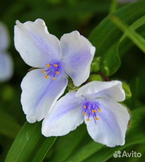 Традесканция садовая