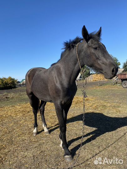 Продам лошадь