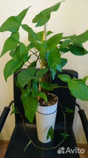 Сингониум эпипремнум филодендрон