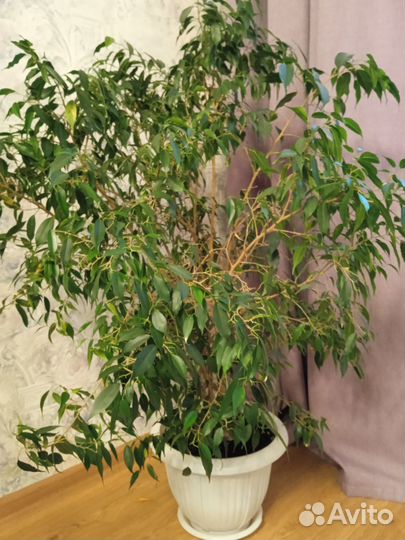 Фикус бенджамина большой