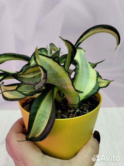 Сансевиерии сортовые