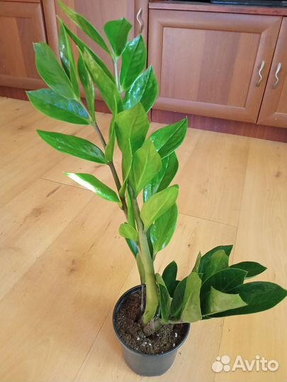 Замиокулькас Чёрный,Зелёный Долларовое дерево