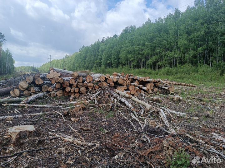 Продам лес хвойных и лиственных пород