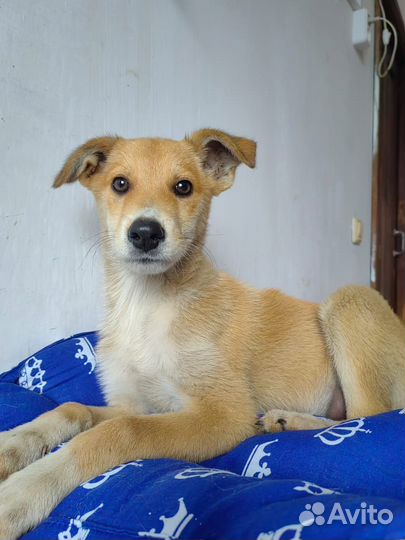 Лучик солнце