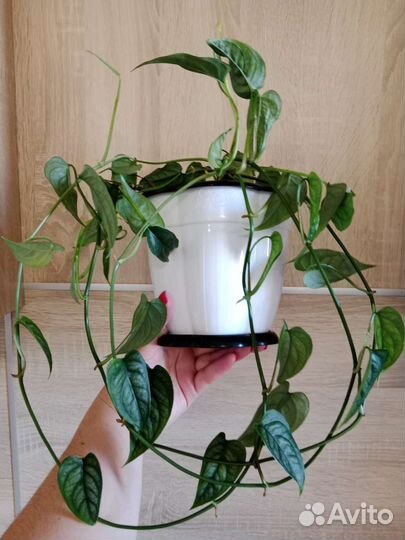 Монстеры Сильвер Блю, Сильтепекана Сальвадор