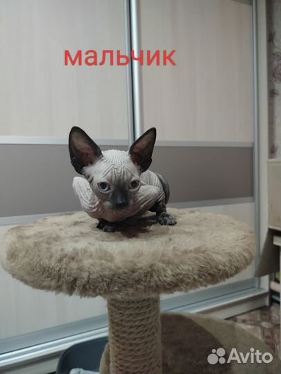 Канадский сфинкс котята