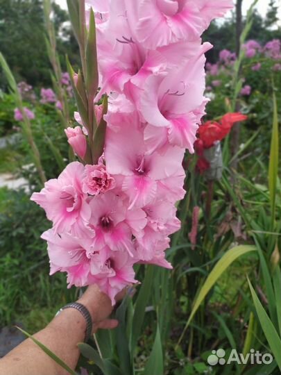 Гладиолусы ассорти