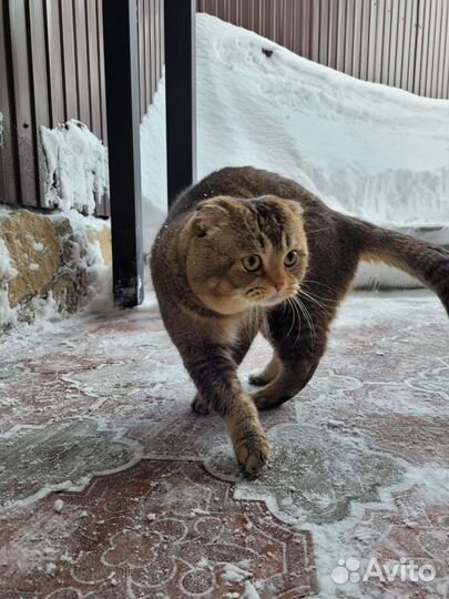 Шотландский кот вязка