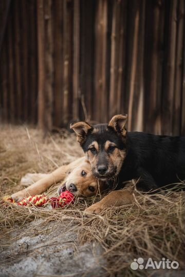 Щенятки в добрые руки