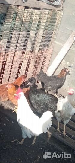 Куры молодки несушки