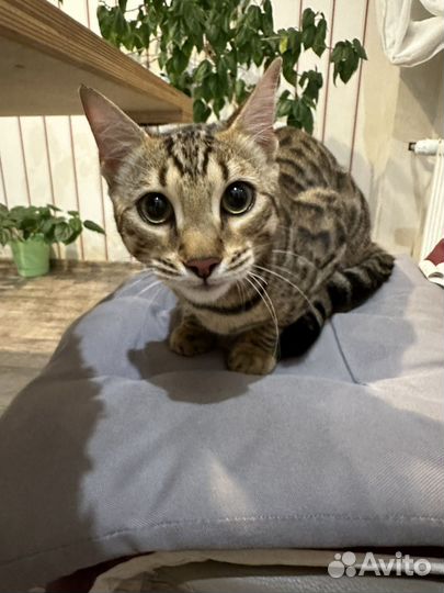 Бенгальский котенок