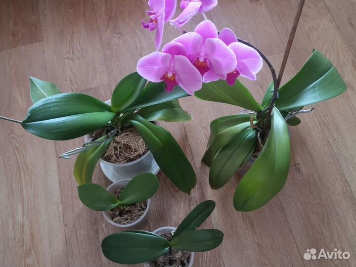 Орхидея фаленопсис