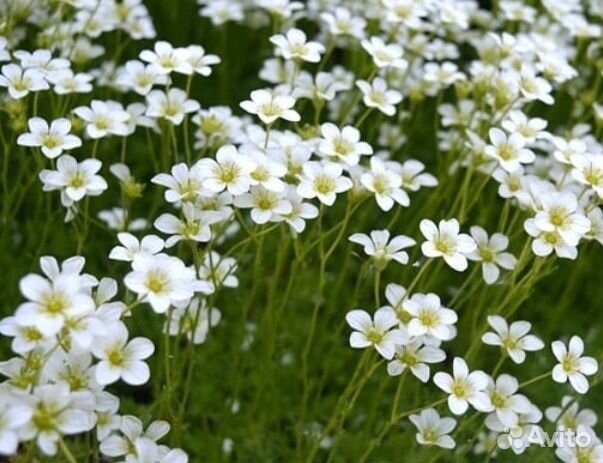 Продам камнеломку