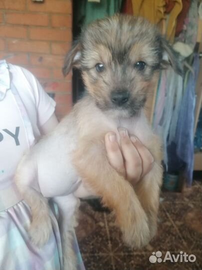 Маленькая собака