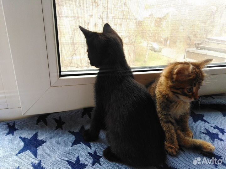 Котята в добрые руки