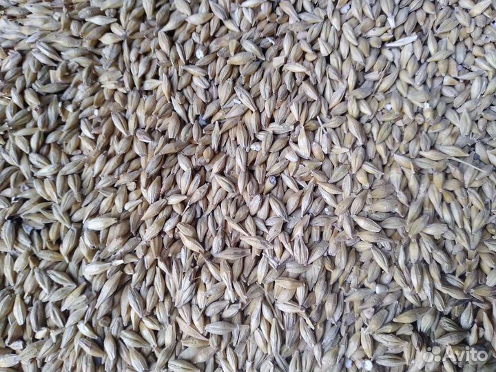 Ячмень яровой