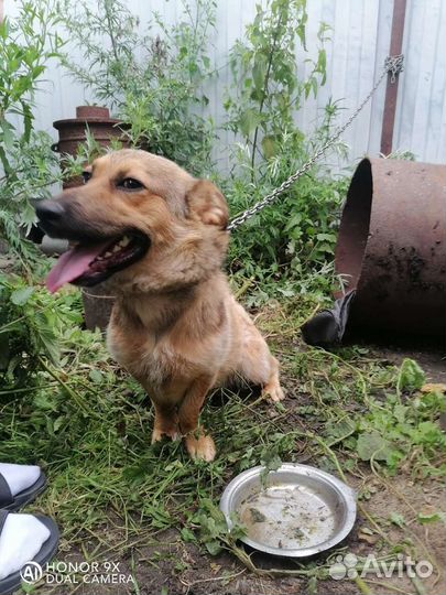 Собака в добрые руки