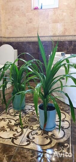 Пальма панданус