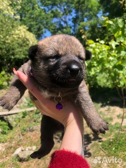 Сиба ину щенки метисы